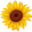 vaskoolga